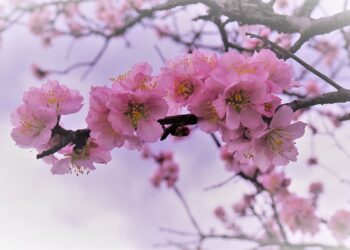 Powitanie wiosny w&nbsp;Stalowej Woli