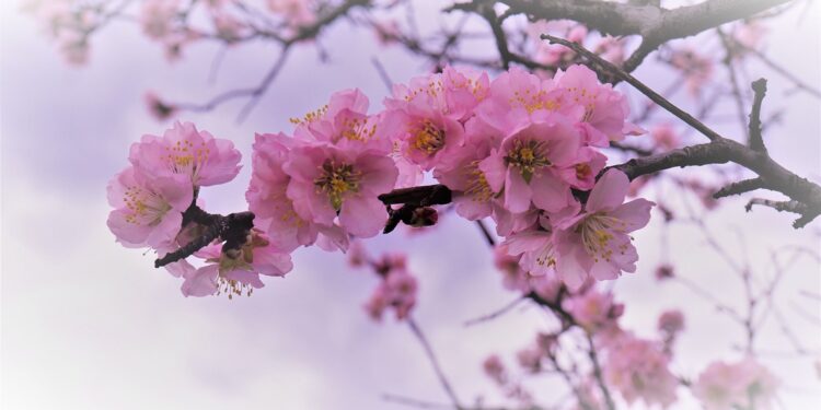almond blossoms g426cdec64 1920