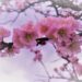 almond blossoms g426cdec64 1920