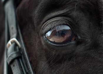 7 promili i&nbsp;zaradny koń