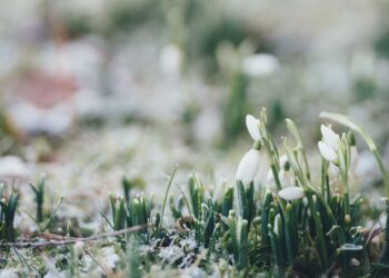 Wiosna w&nbsp;Bieszczadach