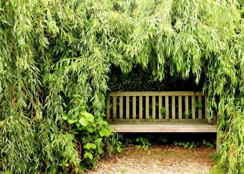 Zielony Fundusz dla Rzeszowa