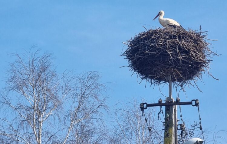 Pierwszy bocian przyleciał do Stubna, bocianiej stolicy Polski
