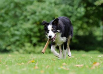 Od&nbsp;poniedziałku będą nieczynne psie parki
