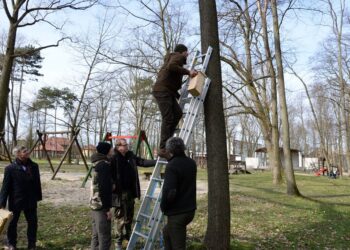 Park Miejski w&nbsp;Nisku odzyskuje dawny wygląd