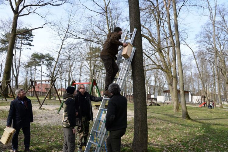 Park Miejski w Nisku odzyskuje dawny wygląd