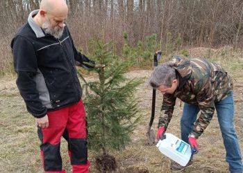 W&nbsp;Tarnobrzegu powstaje „Choinkowa zagroda”