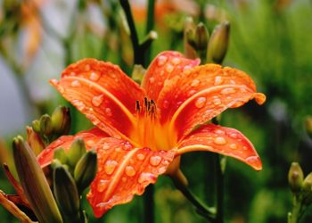 Powstanie ogród deszczowy w&nbsp;Rzeszowie