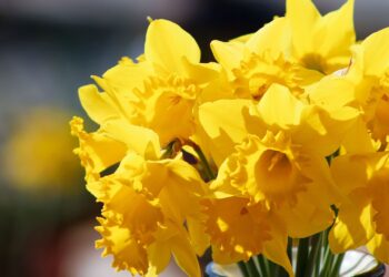 Pola Nadziei. Pomoc dla nieuleczalnie chorych dzieci