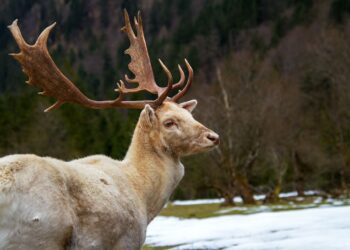 Sensacja. W&nbsp;lasach naszego regionu można spotkać białego jelenia