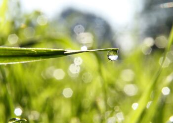 Trawnik po&nbsp;zimie