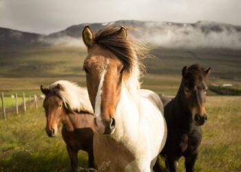 Smakołyki dla bieszczadzkich koni