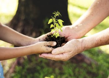 W&nbsp;Stalowej Woli można dziś otrzymać sadzonkę za&nbsp;makulaturę