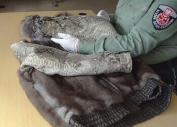 Ubrania ze&nbsp;skóry pytona. Celnicy udaremnili nielegalny przewóz