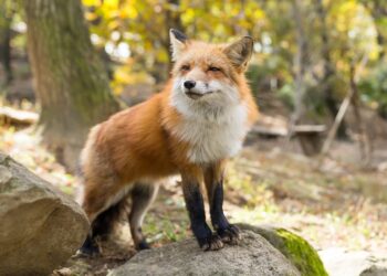 Rozpoczęło się szczepienie lisów