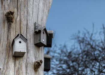 Domki dla ptaków w&nbsp;Tarnobrzegu