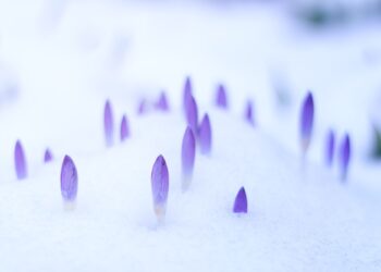 Do&nbsp;czwartku śnieg i&nbsp;mróz na&nbsp;Podkarpaciu
