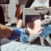lekarze weterynarii robia rentgenowskiego chorego kota na stole w klinice weterynaryjnej