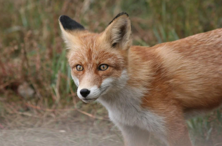 Akcja szczepienia lisów na Podkarpaciu już od soboty
