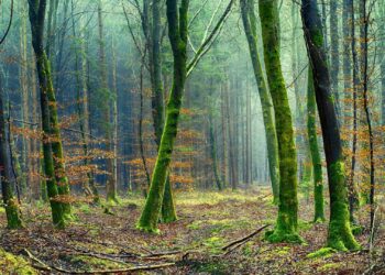 „Las Turzański woła”. Raniżowskie spotkanie patriotyczno-historyczne
