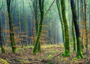 Zgubił się w&nbsp;lesie i&nbsp;utknął w&nbsp;grzęzawisku