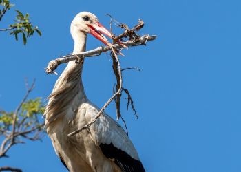 Dementi prima aprilis