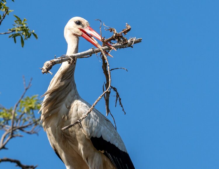 Dementi prima aprilis