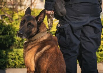 Policjanci z Przeworska zabezpieczyli 5 kg narkotyków