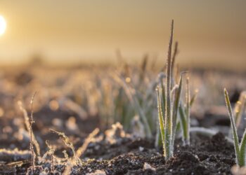 W&nbsp;nocy na&nbsp;Podkarpaciu mogą wystąpić przymrozki
