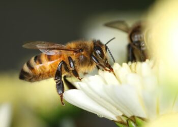 Nowa pomoc dla pszczelarzy