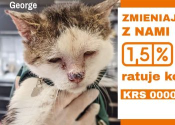 Stowarzyszenie SOS Koty Mielec bardzo potrzebuje wsparcia