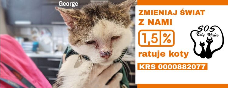 Stowarzyszenie SOS Koty Mielec bardzo potrzebuje wsparcia 1 - Polskie Radio Rzeszów Stowarzyszenie SOS Koty Mielec bardzo potrzebuje wsparcia