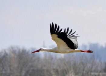 Bociany przylecą później do&nbsp;Polski