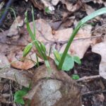 Gdzie ta wiosna? 3 - Polskie Radio Rzeszów Gdzie ta wiosna? - Polskie Radio Rzeszów