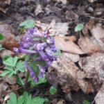 Gdzie ta wiosna? 2 - Polskie Radio Rzeszów Gdzie ta wiosna? - Polskie Radio Rzeszów