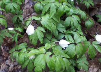 Gdzie ta&nbsp;wiosna?