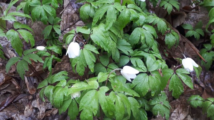 Gdzie ta wiosna? 1 - Polskie Radio Rzeszów Gdzie ta wiosna?