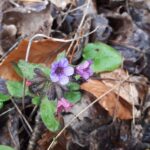 Gdzie ta wiosna? 7 - Polskie Radio Rzeszów Gdzie ta wiosna? - Polskie Radio Rzeszów