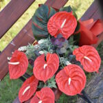 Podróż w hołdzie gen. Sikorskiemu. Strzelcy i Orlęta z Sędziszowa Małopolskiego wyruszyli na Gibraltar 3 - Polskie Radio Rzeszów Podróż w hołdzie gen. Sikorskiemu. Strzelcy i Orlęta z Sędziszowa Małopolskiego wyruszyli na Gibraltar - Polskie Radio Rzeszów