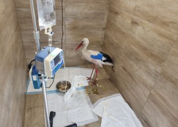 W&nbsp;okolicy Przemyśla ktoś strzela do&nbsp;bocianów