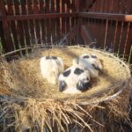 W okolicy Przemyśla ktoś strzela do bocianów 4 - Polskie Radio Rzeszów W okolicy Przemyśla ktoś strzela do bocianów - Polskie Radio Rzeszów