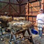 W okolicy Przemyśla ktoś strzela do bocianów 2 - Polskie Radio Rzeszów W okolicy Przemyśla ktoś strzela do bocianów - Polskie Radio Rzeszów