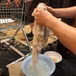 Słuchowisko "Wolność w klatce". Nagrania w Polskim Radiu Rzeszów (zdjęcia) - Polskie Radio Rzeszów