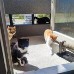 Porzucone, ranne i chore koty z Mielca i okolic potrzebują nowego domu 2 - Polskie Radio Rzeszów Porzucone, ranne i chore koty z Mielca i okolic potrzebują nowego domu - Polskie Radio Rzeszów