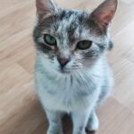 Porzucone, ranne i chore koty z Mielca i okolic potrzebują nowego domu 3 - Polskie Radio Rzeszów Porzucone, ranne i chore koty z Mielca i okolic potrzebują nowego domu - Polskie Radio Rzeszów