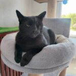 Porzucone, ranne i chore koty z Mielca i okolic potrzebują nowego domu 6 - Polskie Radio Rzeszów Porzucone, ranne i chore koty z Mielca i okolic potrzebują nowego domu - Polskie Radio Rzeszów