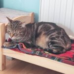 Porzucone, ranne i chore koty z Mielca i okolic potrzebują nowego domu 8 - Polskie Radio Rzeszów Porzucone, ranne i chore koty z Mielca i okolic potrzebują nowego domu - Polskie Radio Rzeszów