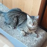 Porzucone, ranne i chore koty z Mielca i okolic potrzebują nowego domu 10 - Polskie Radio Rzeszów Porzucone, ranne i chore koty z Mielca i okolic potrzebują nowego domu - Polskie Radio Rzeszów