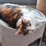 Porzucone, ranne i chore koty z Mielca i okolic potrzebują nowego domu 11 - Polskie Radio Rzeszów Porzucone, ranne i chore koty z Mielca i okolic potrzebują nowego domu - Polskie Radio Rzeszów