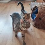 Porzucone, ranne i chore koty z Mielca i okolic potrzebują nowego domu 17 - Polskie Radio Rzeszów Porzucone, ranne i chore koty z Mielca i okolic potrzebują nowego domu - Polskie Radio Rzeszów